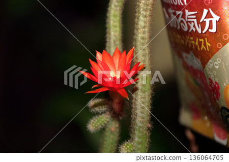 克雷斯特仙人掌(Craist Cactus Winteri)深紅花貓尾仙人掌(Crimson Flower Cat's Tail Cactus)室內植物稀有仙人掌串仙人掌(String Cactus Hilde Winteri) 克雷斯特仙人掌(Craist Cactus Winteri)深紅花貓尾仙人掌(Crimson Flower Cat's Tail Cactus)室內植物稀有仙人掌串仙人掌(String Cactus Hilde Winteri) 136064705