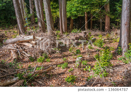 Tennozan Forest Scenery, Oyamazaki Town, Otokuni District, Kyoto Prefecture Tennozan Forest Scenery, Oyamazaki Town, Otokuni District, Kyoto Prefecture 136064787