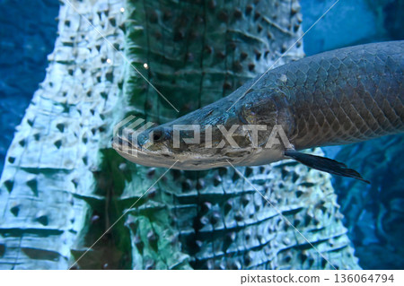 Arapaima gigas underwater close view focusing on massive head with part of body visible showing texture scales of Amazon freshwater fish Arapaima gigas underwater close view focusing on massive head with part of body visible showing texture scales of Amazon freshwater fish 136064794