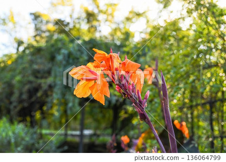 Orange Canna Wyoming flowers on a single branch in evening light with soft shadows, tropical ornamental plant against lush green foliage background Orange Canna Wyoming flowers on a single branch in evening light with soft shadows, tropical ornamental plant against lush green foliage background 136064799