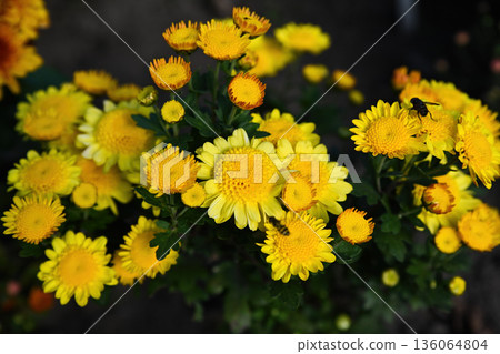 Bright yellow chrysanthemum Kerry flowers in full bloom with fresh green leaves and a bee collecting nectar, glowing under natural sunlight in the garden. Bright yellow chrysanthemum Kerry flowers in full bloom with fresh green leaves and a bee collecting nectar, glowing under natural sunlight in the garden. 136064804