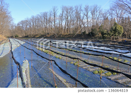 Azumino Daio wasabi farm of winter 136064819