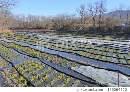 Azumino Daio芥末農場的冬天 136064820