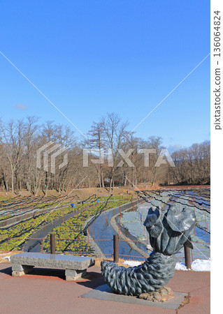 Azumino Daio wasabi farm of winter 136064824