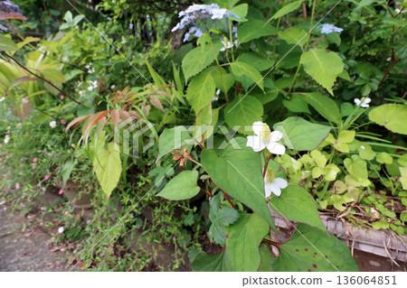 Houttuynia cordata white flowers Houttuynia cordata white flowers 136064851