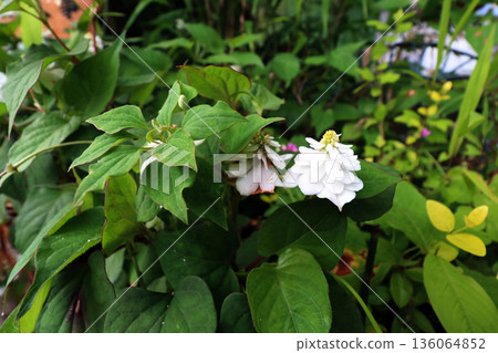 Houttuynia cordata white flowers Houttuynia cordata white flowers 136064852