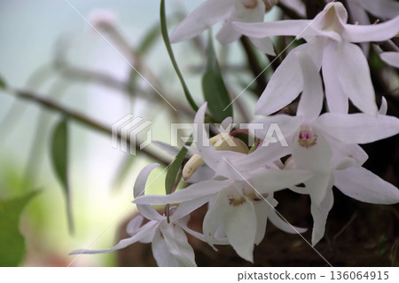 塞科克蘭植物岩樹根棕櫚果實 塞科克蘭植物岩樹根棕櫚果實 136064915