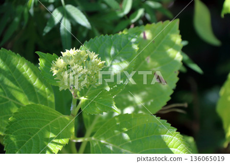 Hydrangea Hydrangea 136065019