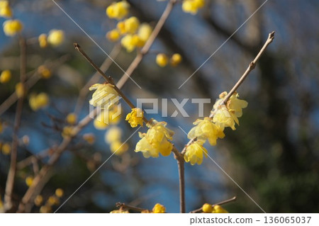Blooming wintersweet Blooming wintersweet 136065037