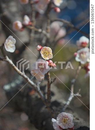 Plum blossoms on a twig Plum blossoms on a twig 136065047