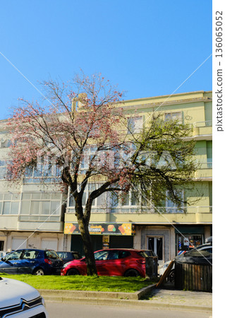 Blooming street trees with pink blossoms in front of residential buildings along sunny avenue parked cars and sidewalk in European city Blooming street trees with pink blossoms in front of residential buildings along sunny avenue parked cars and sidewalk in European city 136065052