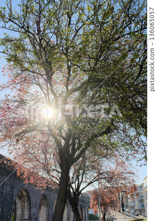 Blooming street trees with pink blossoms in front of residential buildings along sunny avenue parked cars and sidewalk in European city 136065057