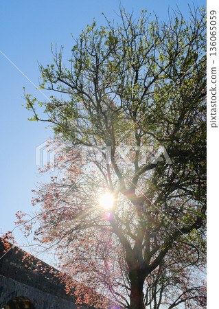Blooming street trees with pink blossoms in front of residential buildings along sunny avenue parked cars and sidewalk in European city 136065059