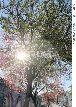 Blooming street trees with pink blossoms in front of residential buildings along sunny avenue parked cars and sidewalk in European city Blooming street trees with pink blossoms in front of residential buildings along sunny avenue parked cars and sidewalk in European city 136065077