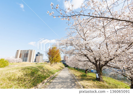 大阪府平方站附近天野川河岸邊的櫻花 大阪府平方站附近天野川河岸邊的櫻花 136065091
