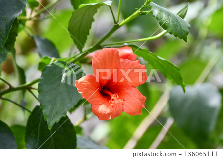 Hibiscus 136065111