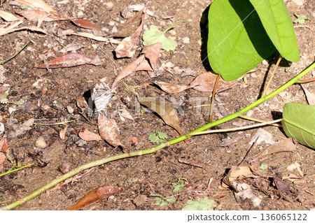 Ishigaki Butterfly Ishigaki Butterfly 136065122