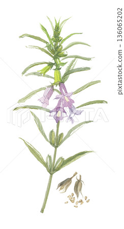 水彩芝麻花和果實 水彩芝麻花和果實 136065202