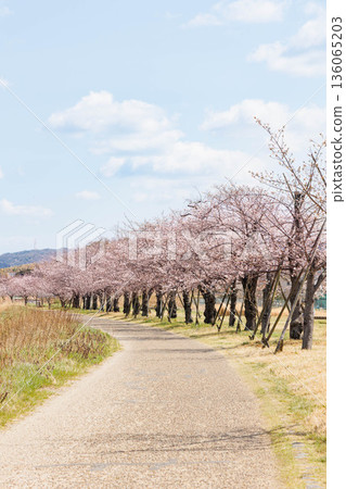 大阪府枚方市天之川綠地的櫻花 大阪府枚方市天之川綠地的櫻花 136065203