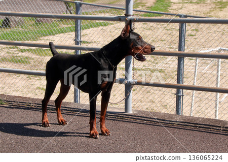 杜賓犬,杜賓犬 杜賓犬,杜賓犬 136065224