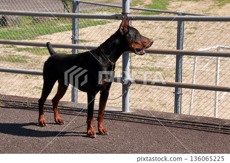 杜賓犬，杜賓犬 136065225