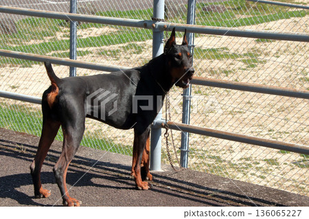 Doberman Pinscher, Doberman Pinscher Doberman Pinscher, Doberman Pinscher 136065227