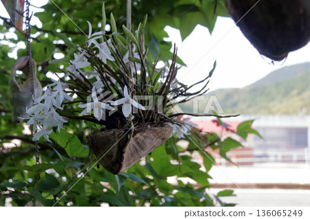 塞科克蘭植物岩樹根棕櫚果實 136065249