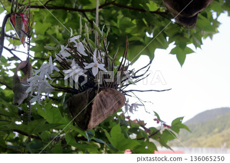 塞科克蘭植物岩樹根棕櫚果實 136065250