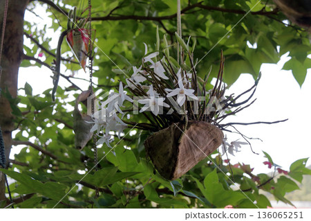 塞科克蘭植物岩樹根棕櫚果實 136065251