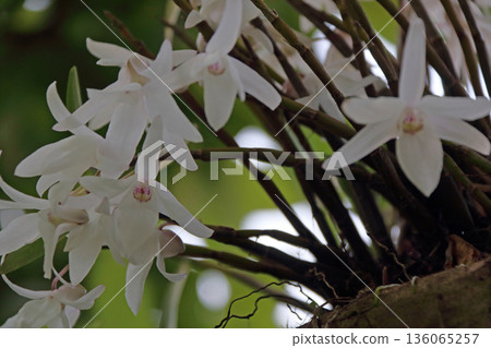 Secocran Plant Rock Tree Root Palm Fruit 136065257