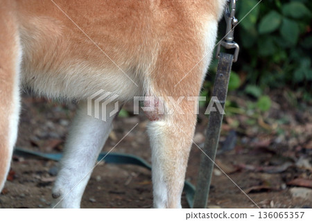 Dog pet illness skin disease pet dog Dog pet illness skin disease pet dog 136065357