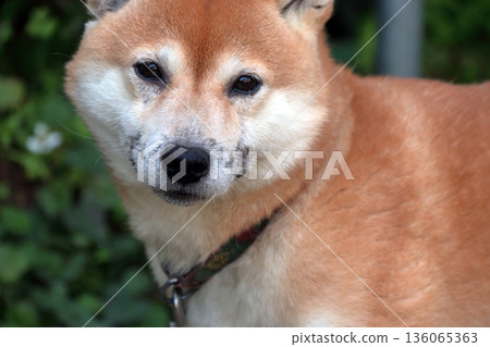 Dog pet illness skin disease pet dog 136065363