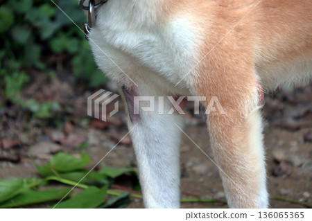 Dog pet illness skin disease pet dog Dog pet illness skin disease pet dog 136065365