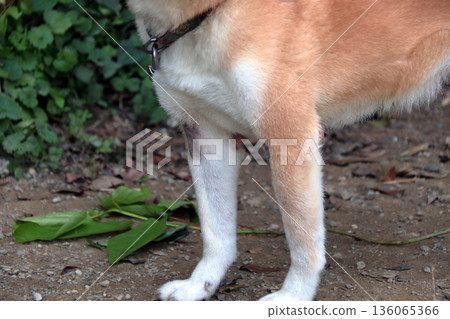 Dog pet illness skin disease pet dog Dog pet illness skin disease pet dog 136065366