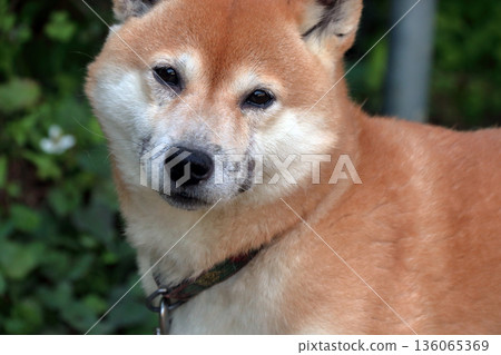 Dog pet illness skin disease pet dog Dog pet illness skin disease pet dog 136065369