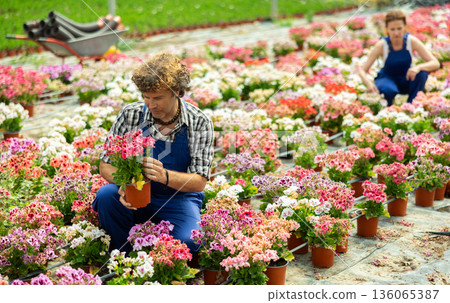 Male worker inspecting geranium in greenhouse Male worker inspecting geranium in greenhouse 136065387