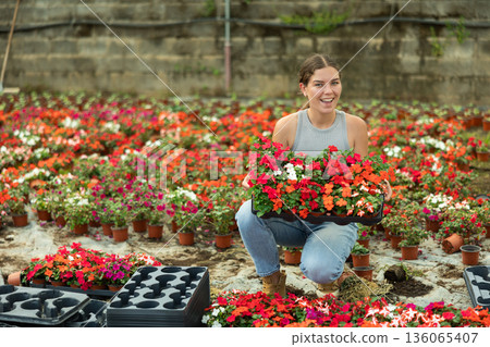 Portrait of positive girl with a tray of flowers Balsaminaceae genus in her hands in large greenhouse 136065407