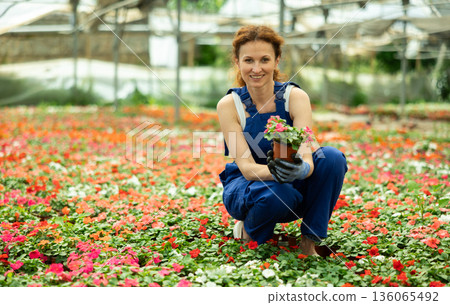 Woman garden shop worker holding a balsam flower Woman garden shop worker holding a balsam flower 136065492