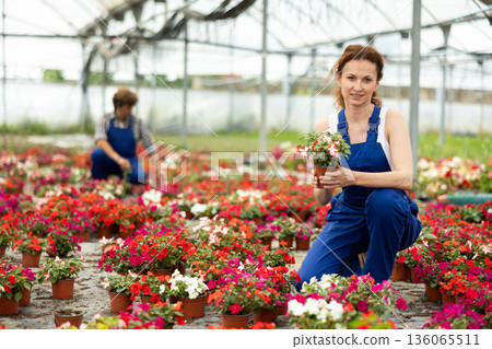 Woman Greenhouse Worker with Flowers Woman Greenhouse Worker with Flowers 136065511