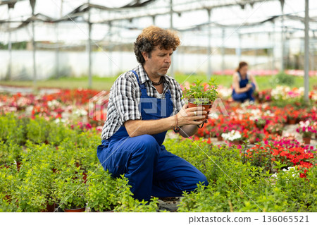 Male worker holding a pot of mint in hands Male worker holding a pot of mint in hands 136065521