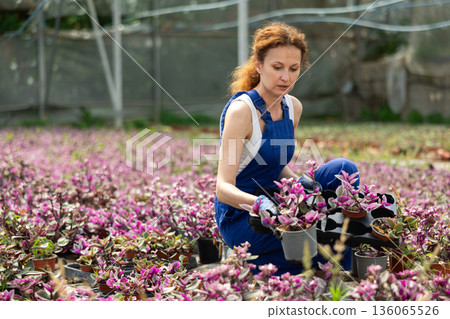 Female florist working with tradescantia flowers in pots in greenhouse Female florist working with tradescantia flowers in pots in greenhouse 136065526