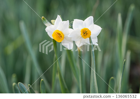 Flower daffodil blooming in early spring 136065532