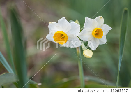 Flower daffodil blooming in early spring Flower daffodil blooming in early spring 136065537
