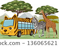 Safari Park Giraffes and Zebras 136065621