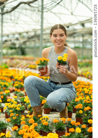 Young woman choosing marigolds in a greenhouse Young woman choosing marigolds in a greenhouse 136065728
