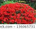 鮮紅的杜鵑花 136065731
