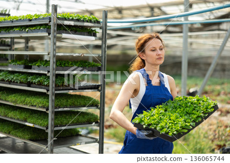 Female worker in overalls carries tray with mint flower sprouts in greenhouse 136065744