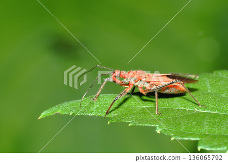 Red turtle Red turtle 136065792