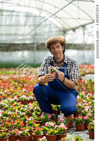 Man garden store worker holds a begonia Man garden store worker holds a begonia 136065854