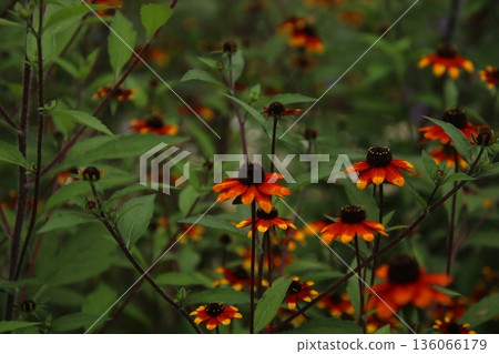 金光菊 6 金光菊 6 136066179